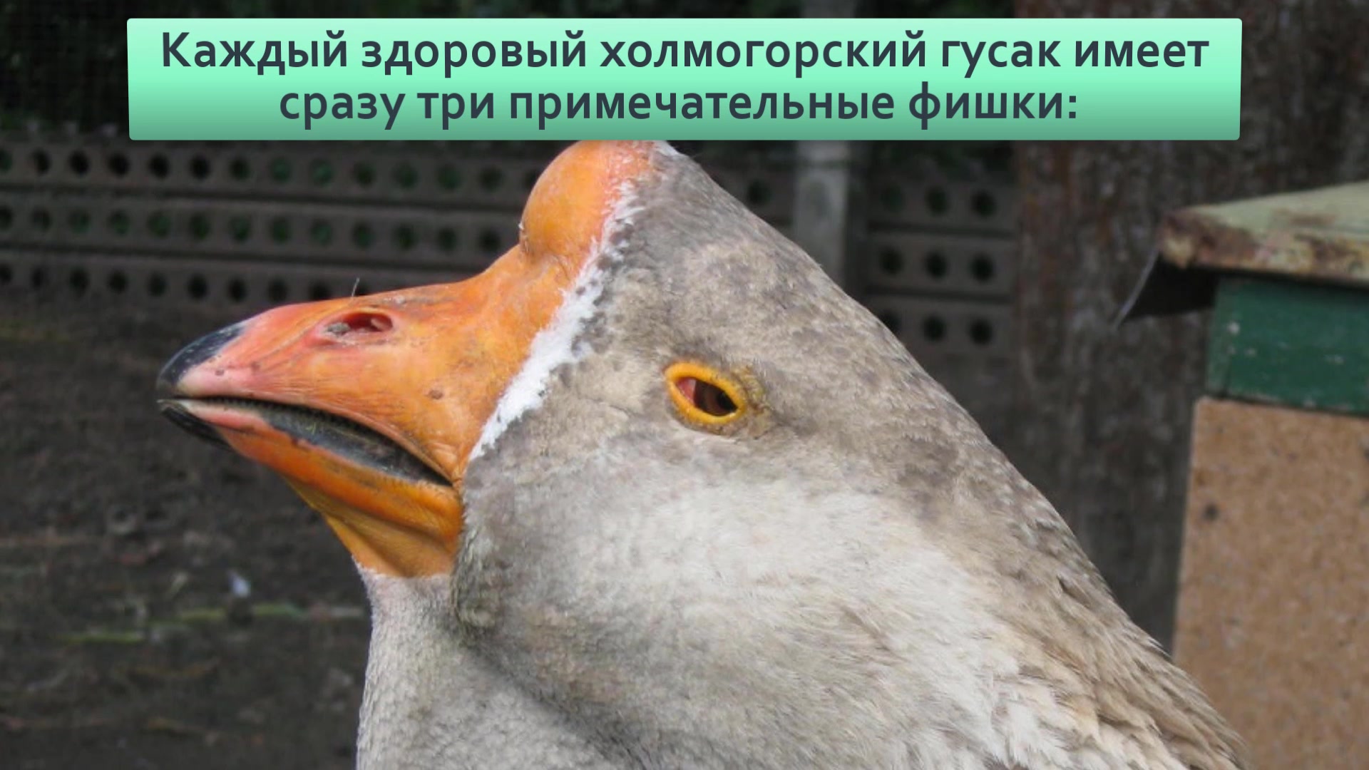 Гуси большая львиная голова