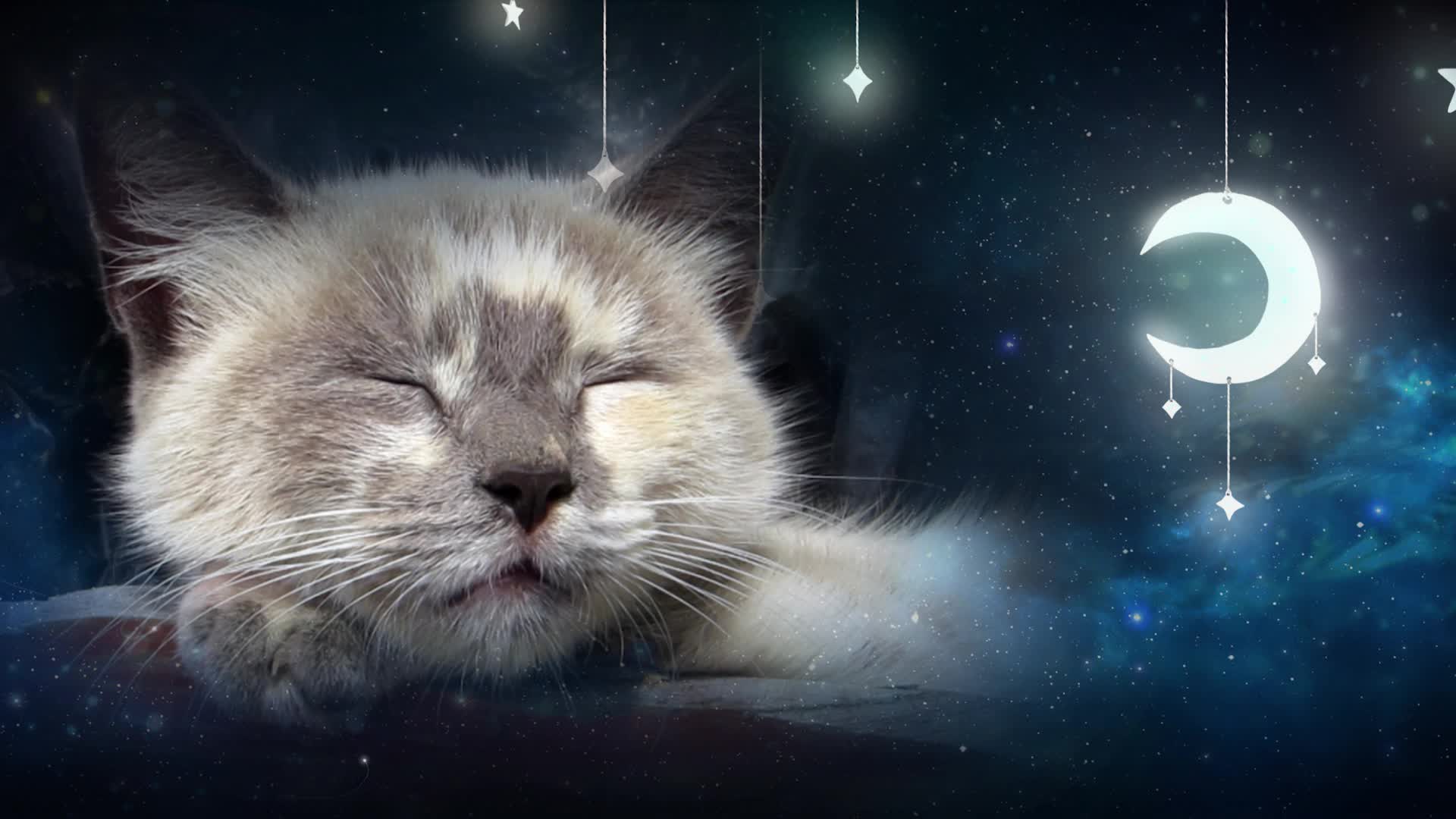 Песня спящего кота. Колыбельная для котов. Колыбельные для котов и кошек. Колыбельная про кота. Колыбельная для кошек на кошачьем.