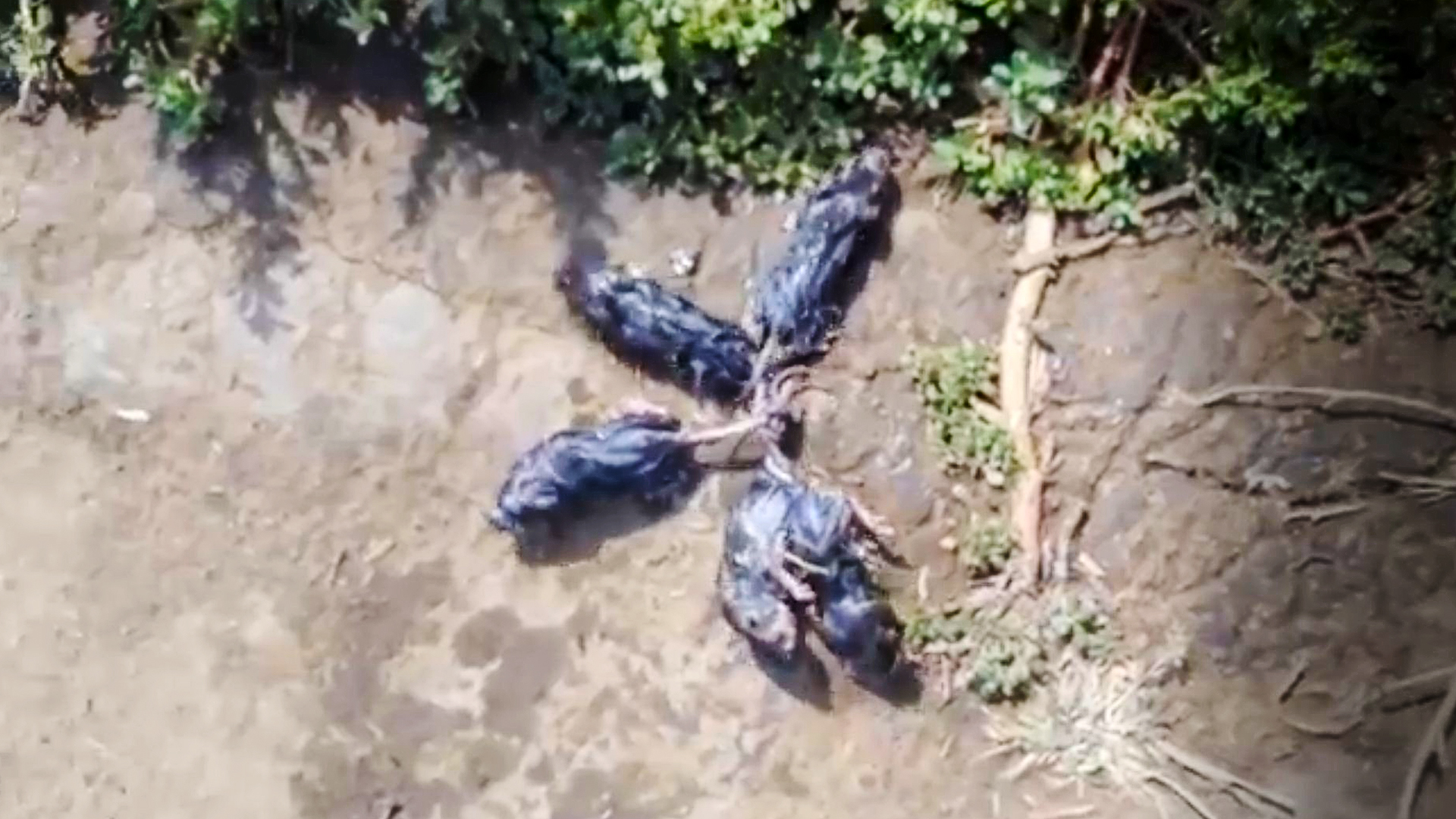 Крысиный король эстония 2021. Крысиный король эстония 2005. Крысиный король найден живым в 2021 году. Крысиный король найден живым в 2021 году. Крысиный король найден живым в 2021 году.