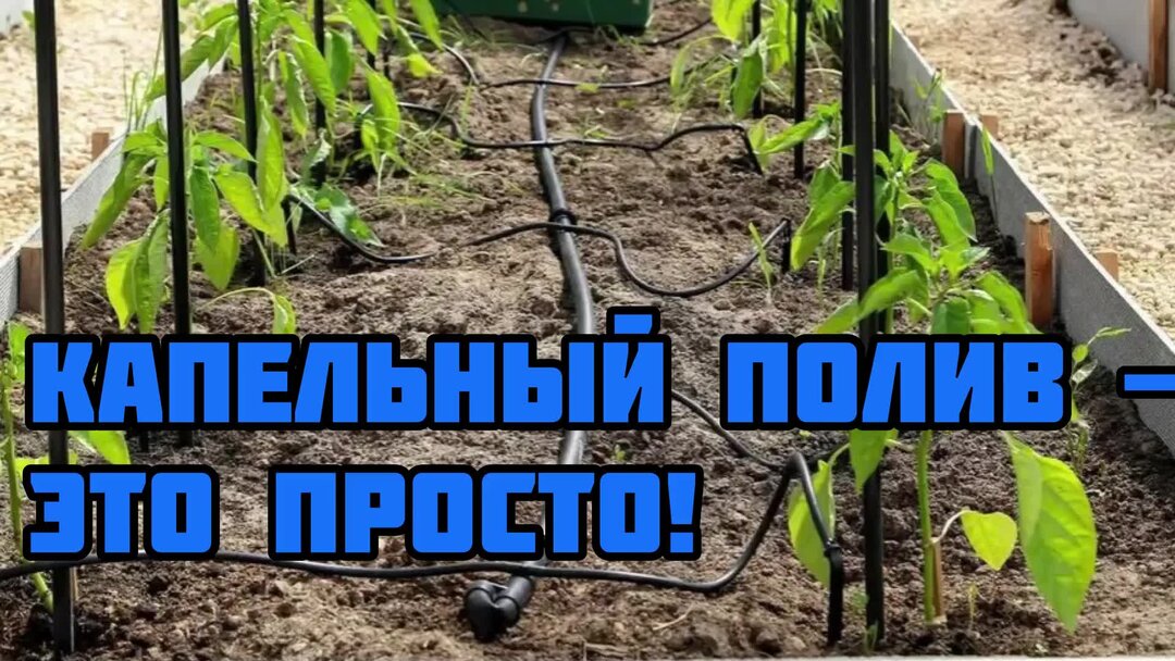 Капельный полив в открытом грунте своими руками. Капельный полив в открытом грунте своими руками. Перистальтический капельный полив. Капельный полив в открытом грунте своими руками. Капельный полив из трубы пнд 32 мм.