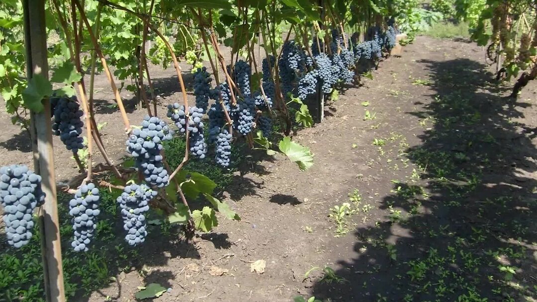 Виноград саженцы морозостойкие. Амурский неукрывные сорта винограда. Неукрывной виноград Альфа. Сорт винограда ставрополец. Виноград Дальневосточный формировка.