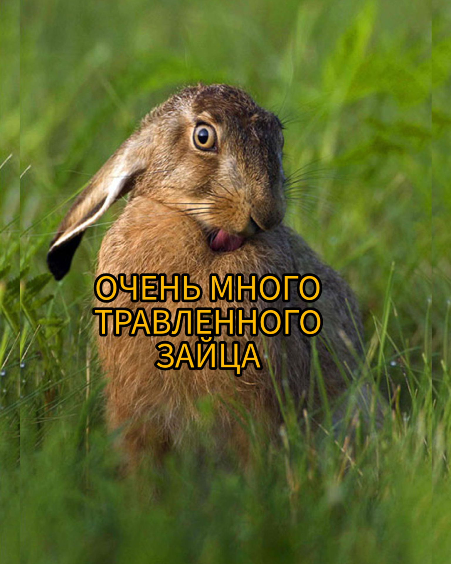 найду заяц. найду заяц. животных и их повадках зайца. найду заяц. найду заяц.