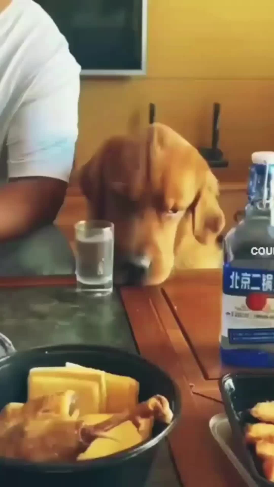 Пельмени собака пить