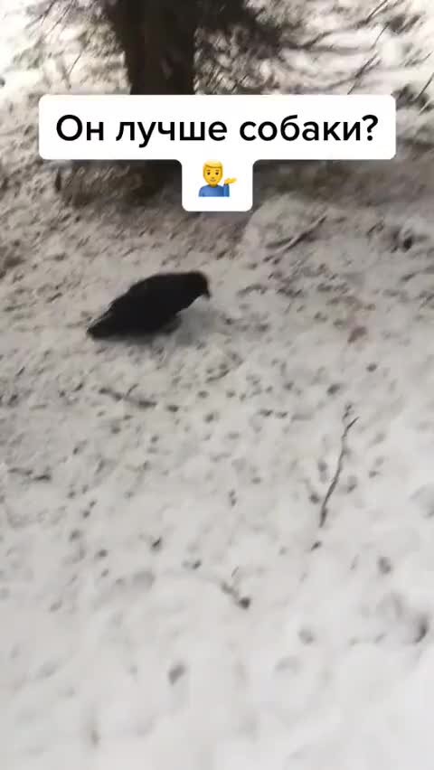 ворон дзен рассказ. ворон сидит на ветке. ворона буддист. «мудрый ворон». голова ворона.