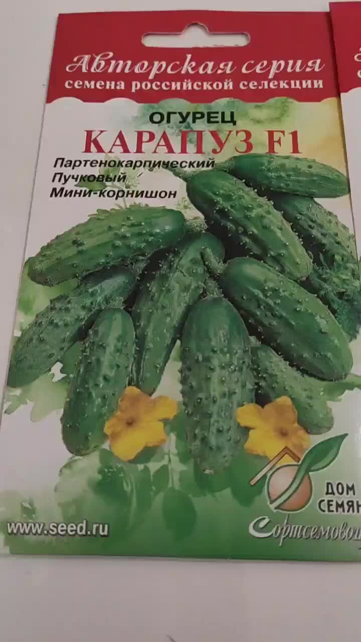 НЕскучный сад в Питере | Зашла в магазин за семенами огурцов: мой выбор |  Дзен