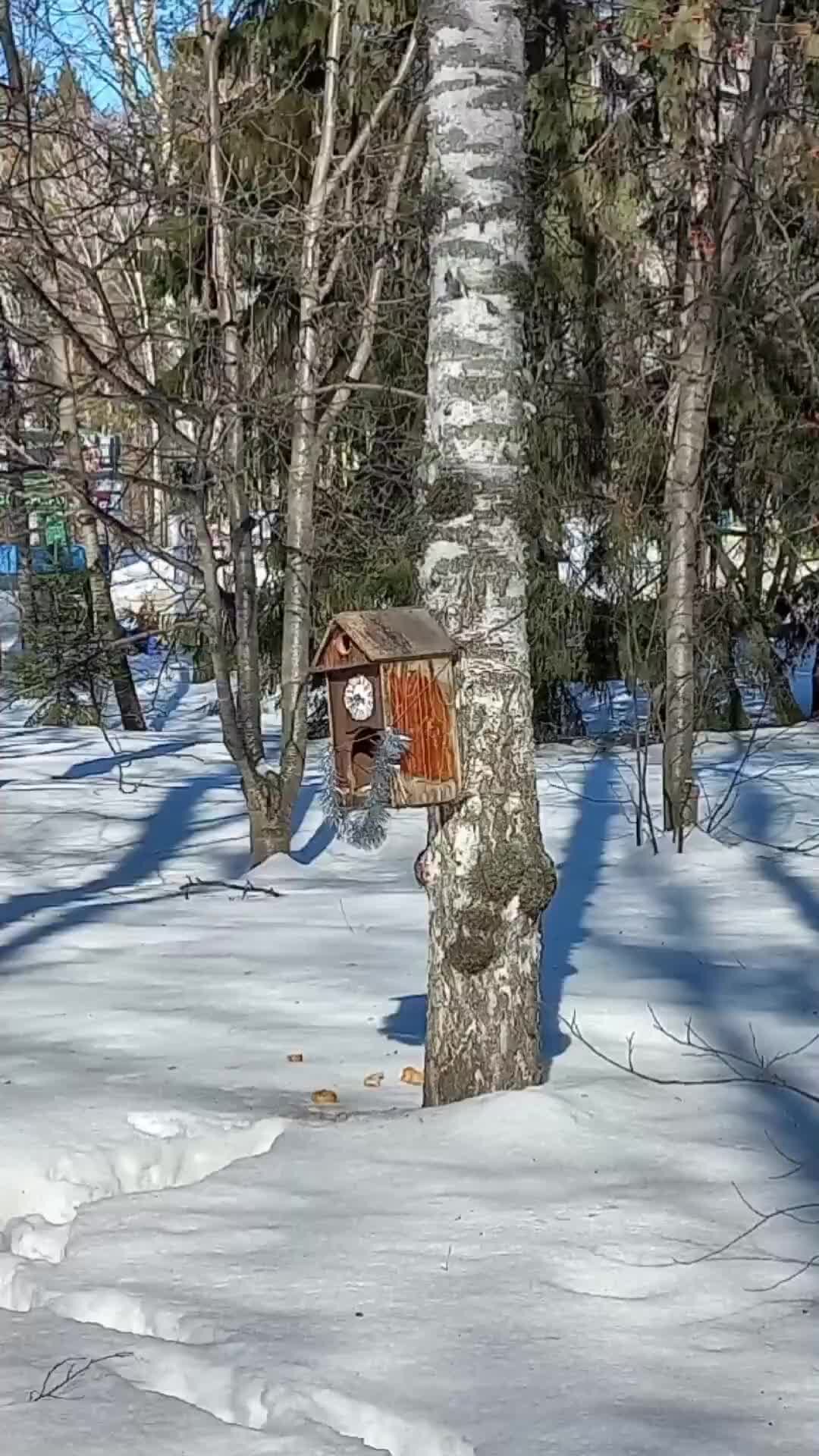 Дом с ретрогаражом | Siberian Variant | Кормушки Академгородка.  #новосибирск #Академгородок #Академ #белка #птички #веснаидет #кормушки |  Дзен