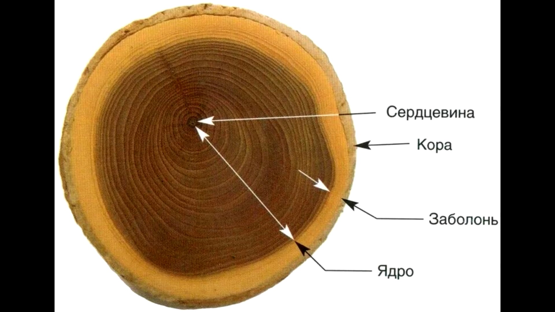 Строение ствола заболонь