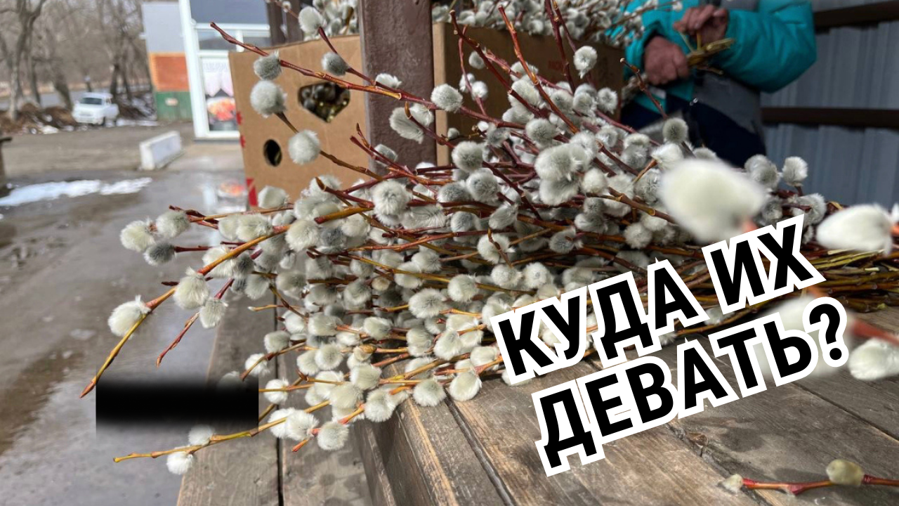 Куда девать старую вербу после вербного воскресенья. Куда деть ветки вербы. Прошлогодние вербы выбрасывать. Что сделать с прошлогодней вербой. Куда девать вербу с прошлого года