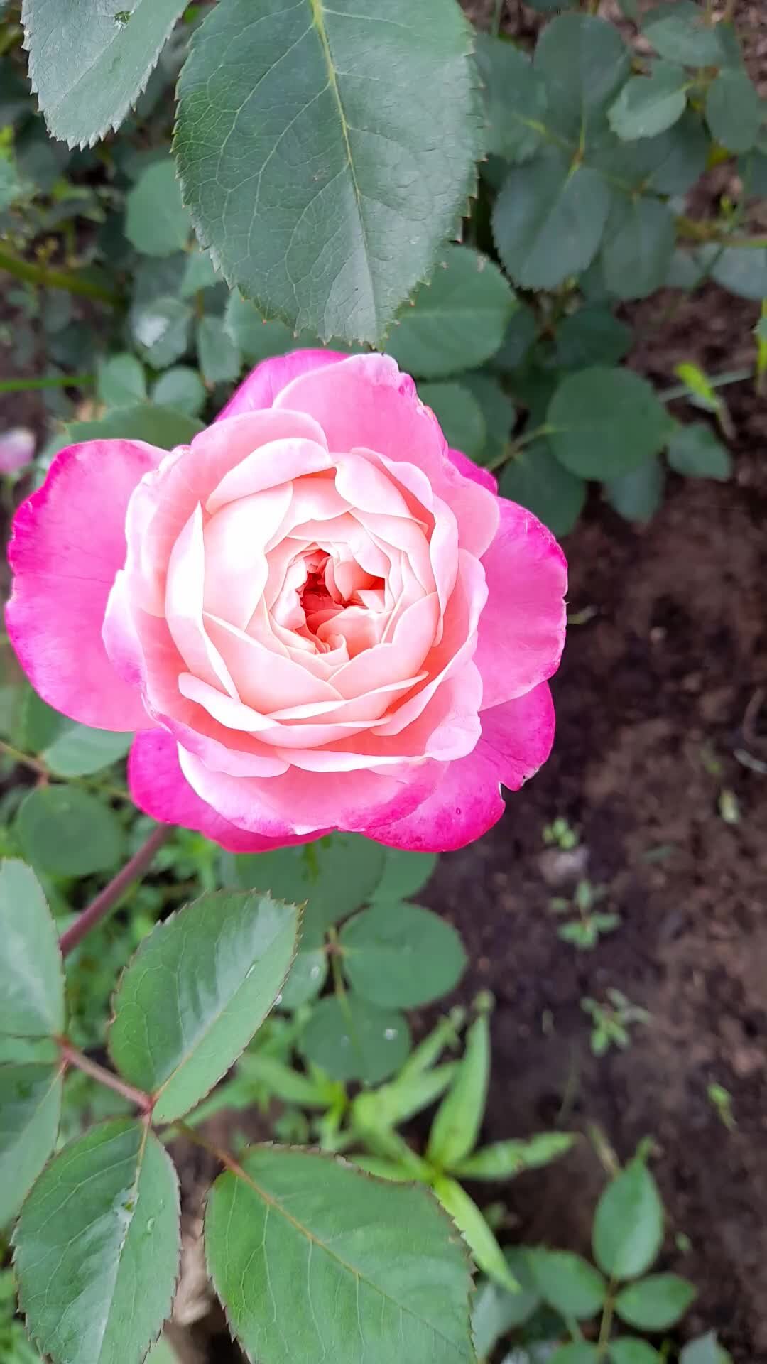 Liliia_roses | Цветение японской розы Дрим лайт. Фантастический цвет! | Дзен
