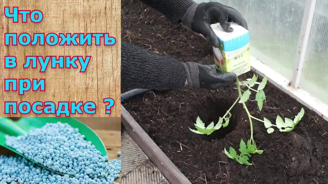 Что положить в лунку при посадке томатов | уДачная жизнь | Дзен