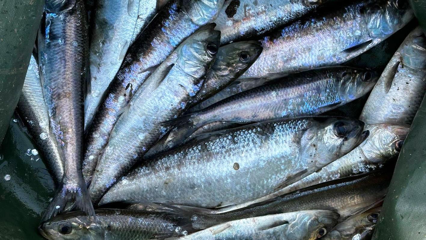 русская рыбалка 4 ерш. в поисках ерша ютуб. русская рыбалка 4 ерш. ёрш рр4 комариное. видео в поисках ерша.