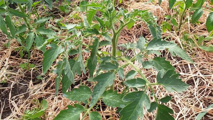 Фитофтора. Скручиваются листья у томатов. Скручиваются листья у томатов. Листья помидор скручиваются вверх. Скручиваются верхние листья у рассады томатов.