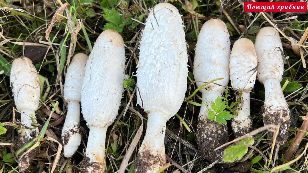 Навозник копринус. Навозник белый. Навозник белый Coprinus comatus. Споры Coprinus comatus.