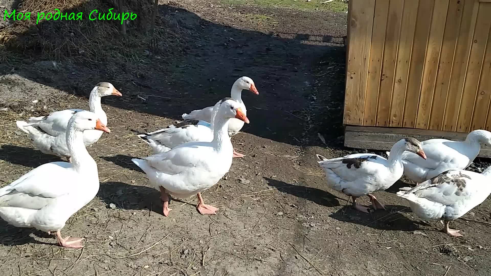 холмогорская порода гусей. гусь гусыня гусенок семья. гигантский гусь. забор для гусей. жизнь гусей.