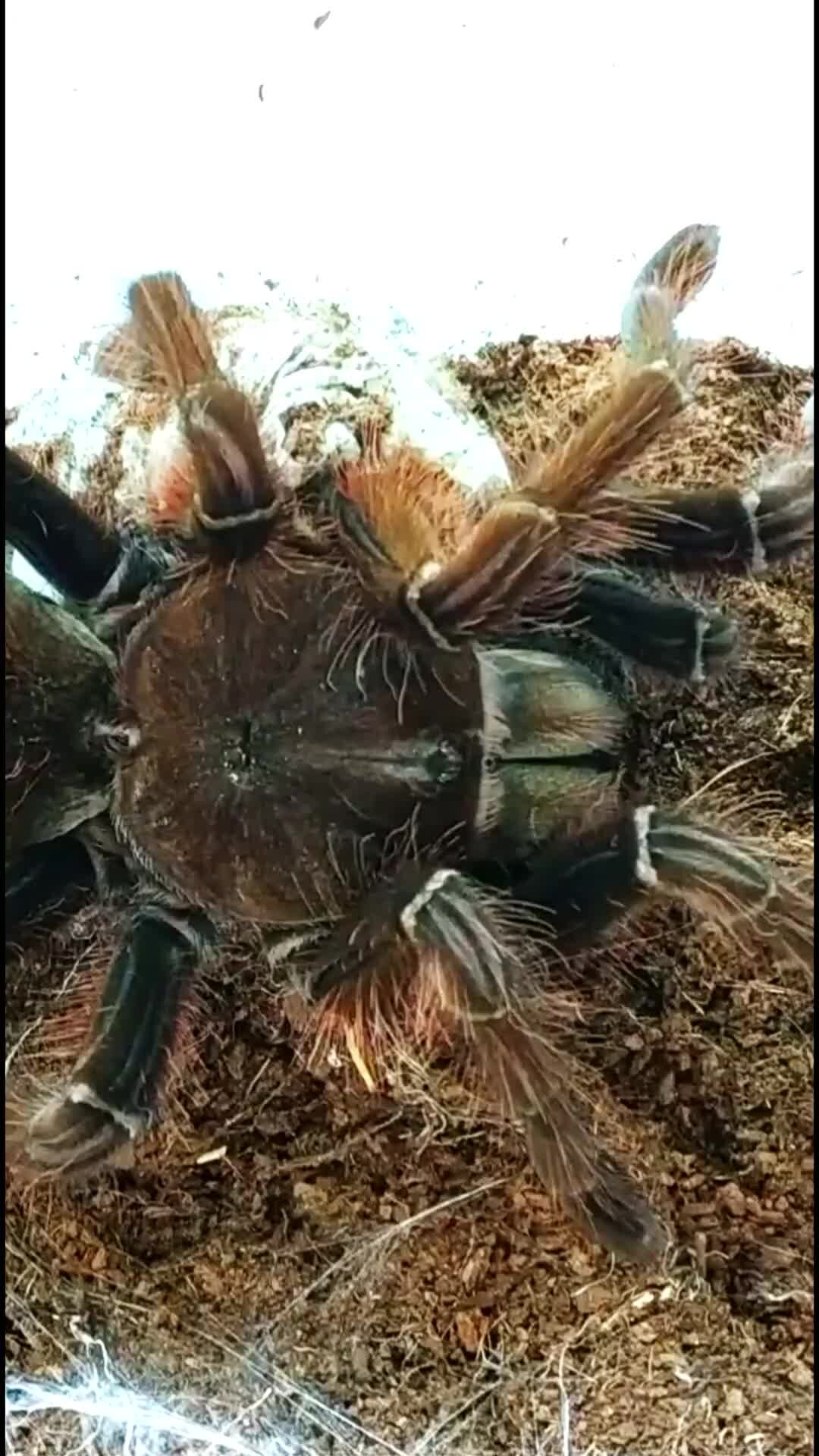 Пауки птицееды и др. | Theraphosa apophysis отбираем кокон. Вот что ...