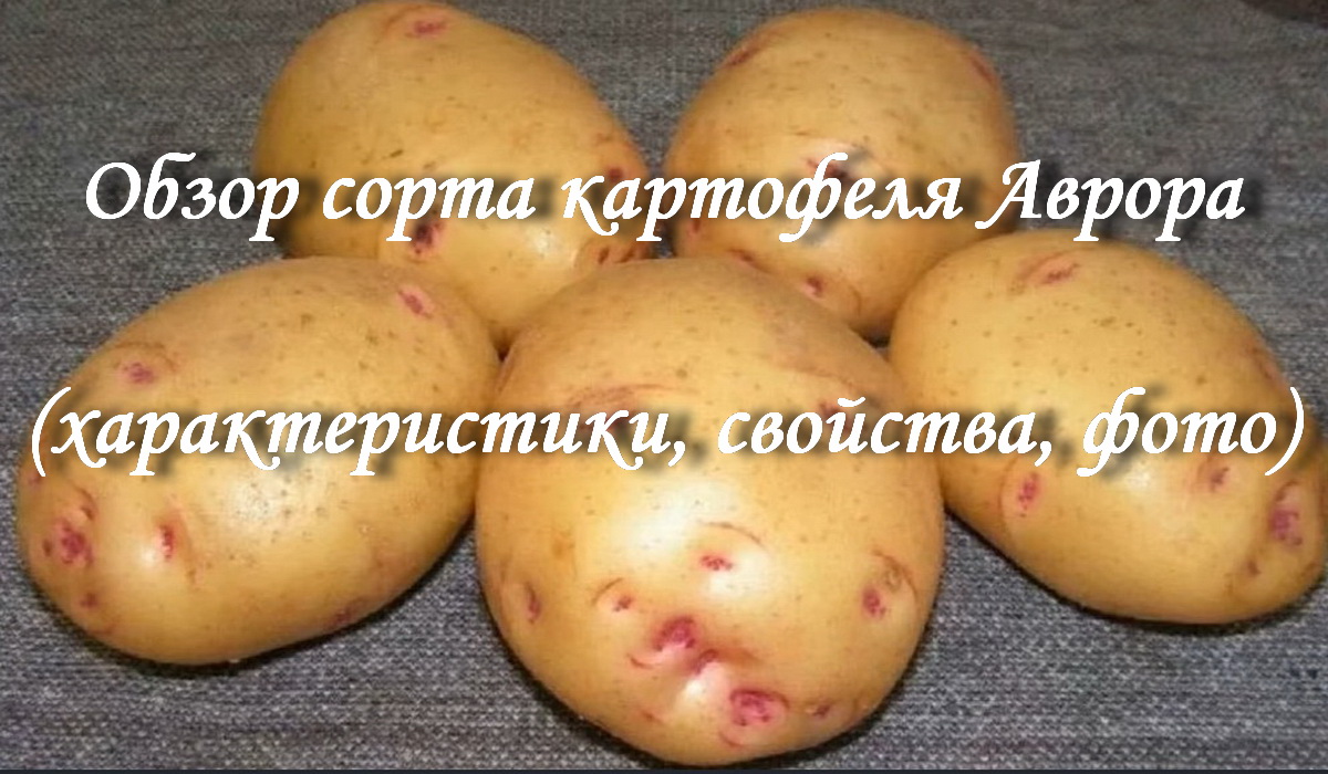 сорт картофеля киранда фото