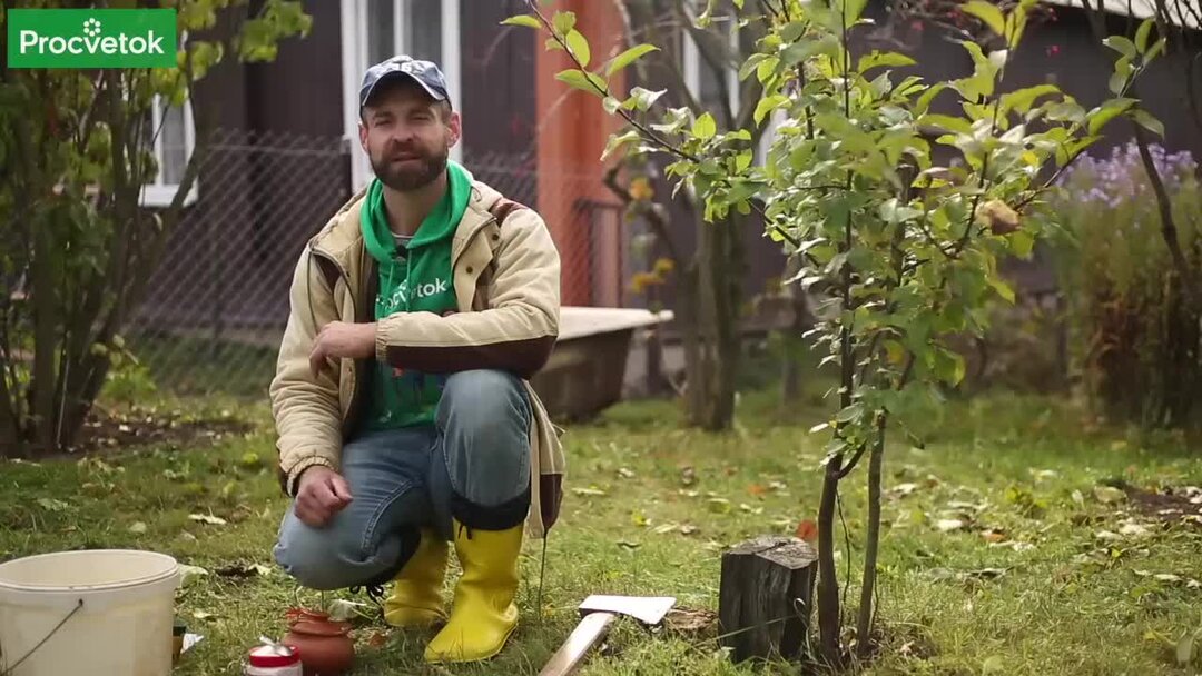 Как легко и без усилий избавиться от пня без корчевания? | Procvetok | Дзен