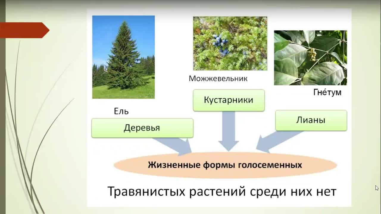 5 примеров голосеменных растений