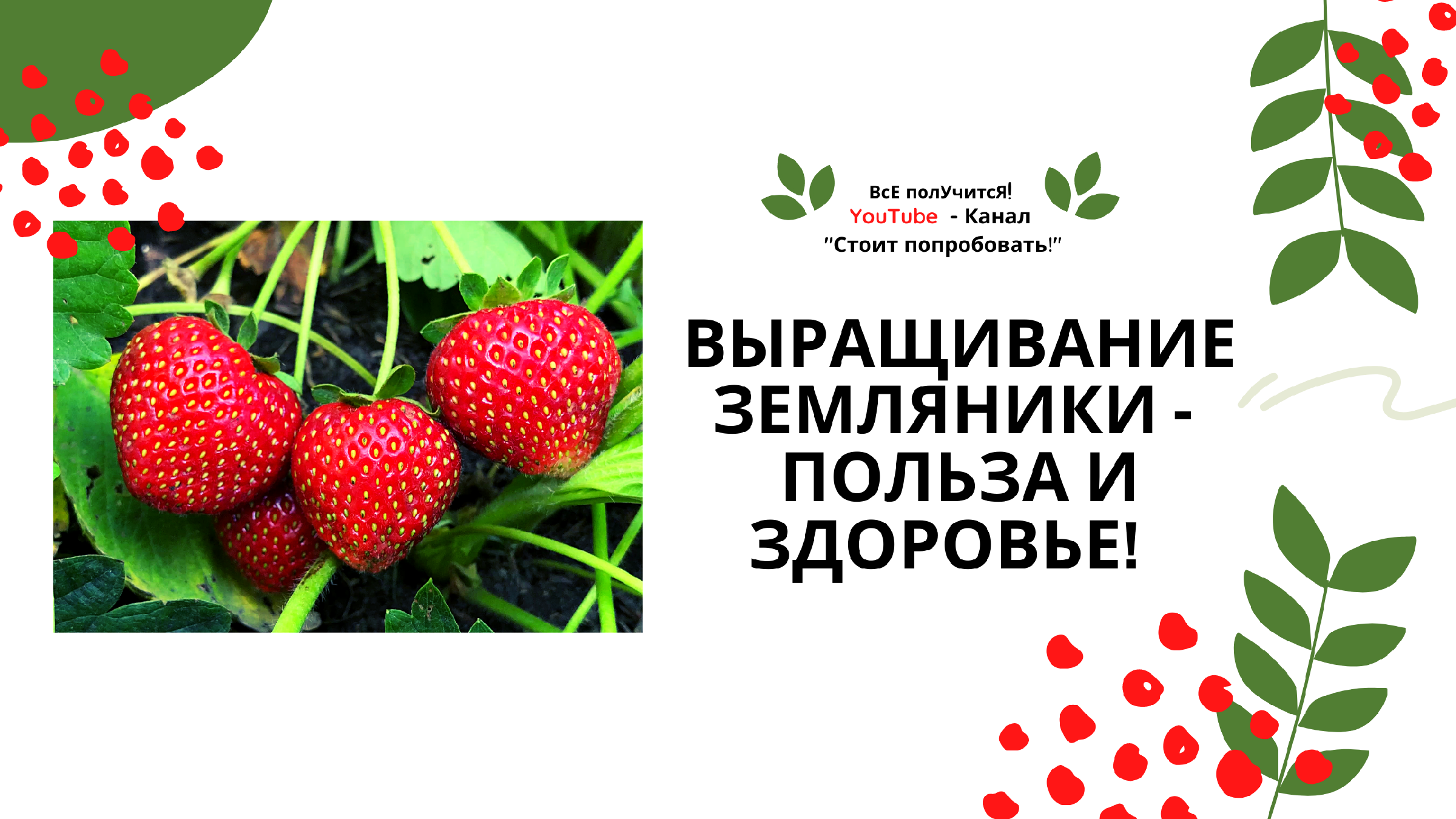 Земляника садовая польза. Земляника польза. Земляника из семян. Сорта клубники Сибирские. Семья земляника