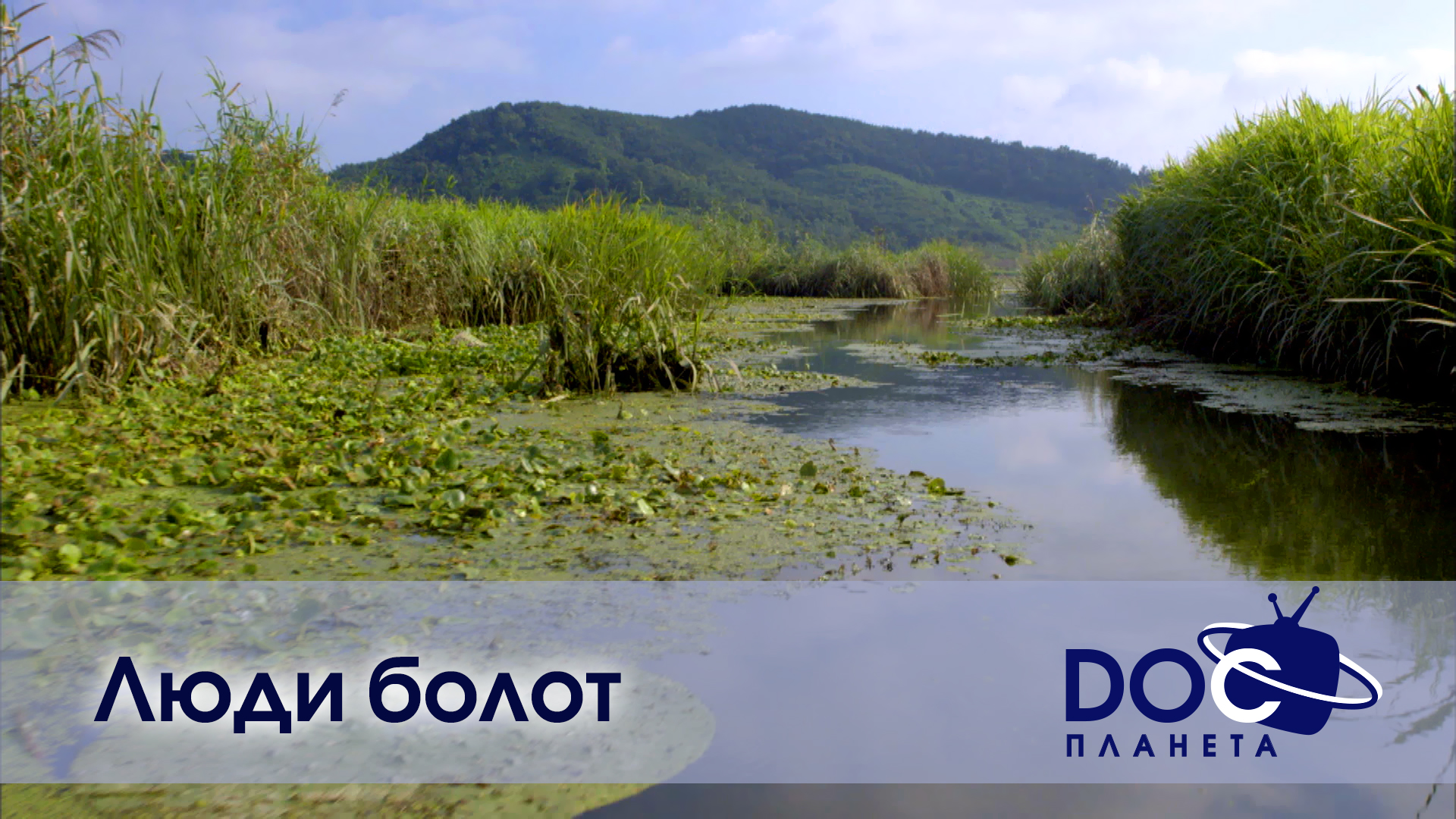 родное болото