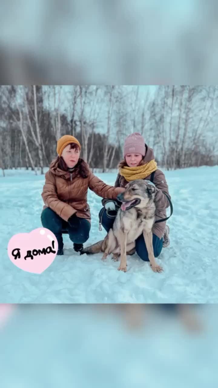 Приют Некрасовка. Москва | Мы особенно рады за Френда! Он невероятный,  умный пёс! Огромное спасибо его хозяевам ❤ | Дзен