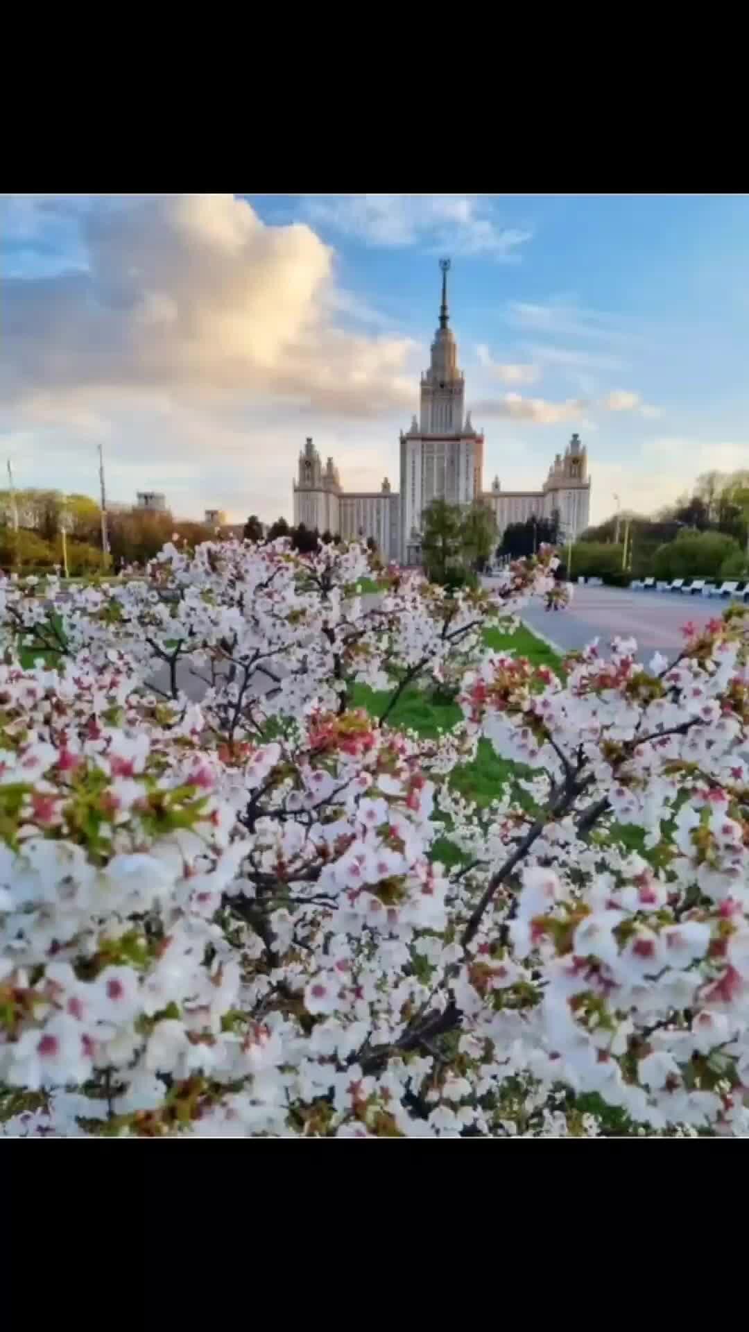 События в москве весной. Сакура МГУ. Сакура возле МГУ. Москва весной.