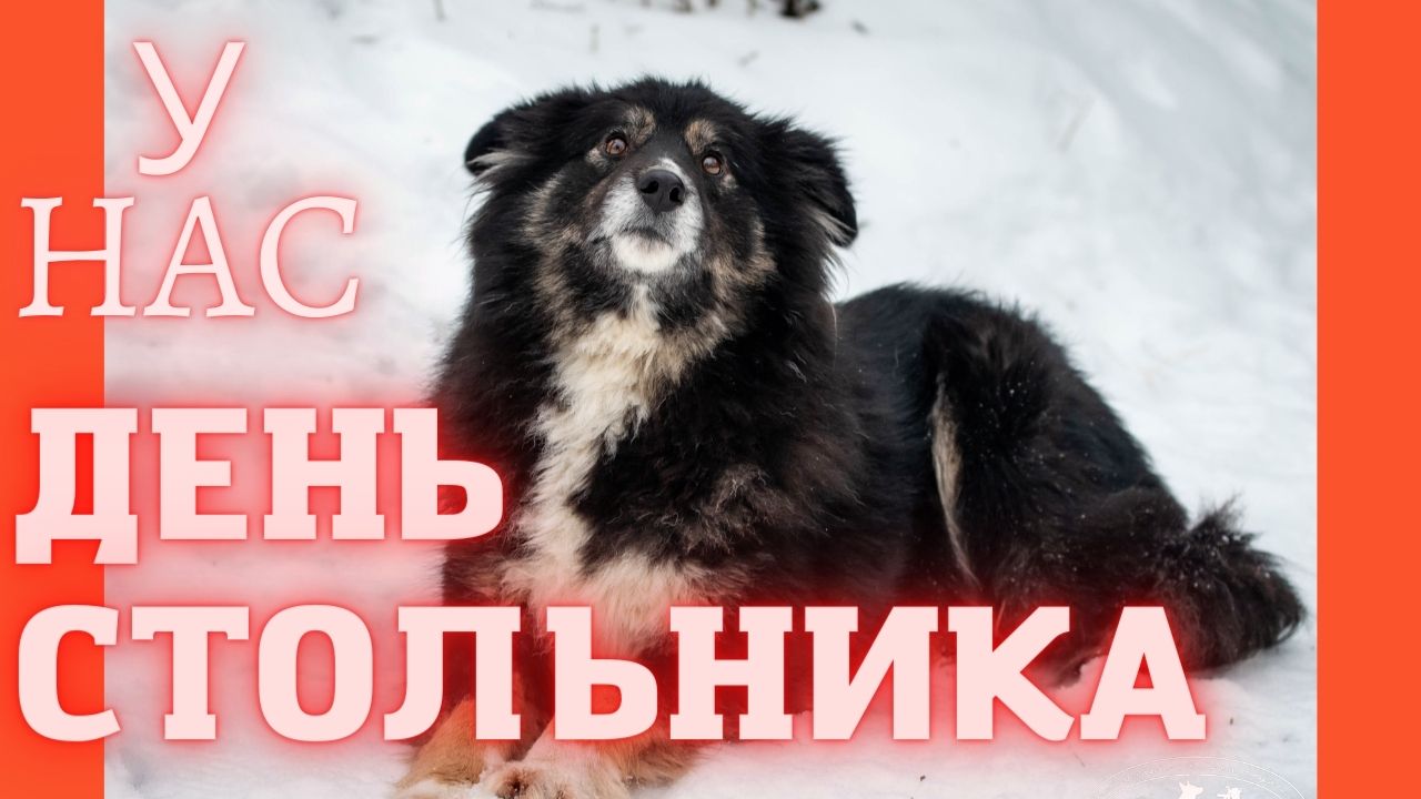 Китайские зоозащитники. Бездомные животные якутск. Спасение бездомных животных якутск. Ппбж якутск. Служба отлова бездомных собак.