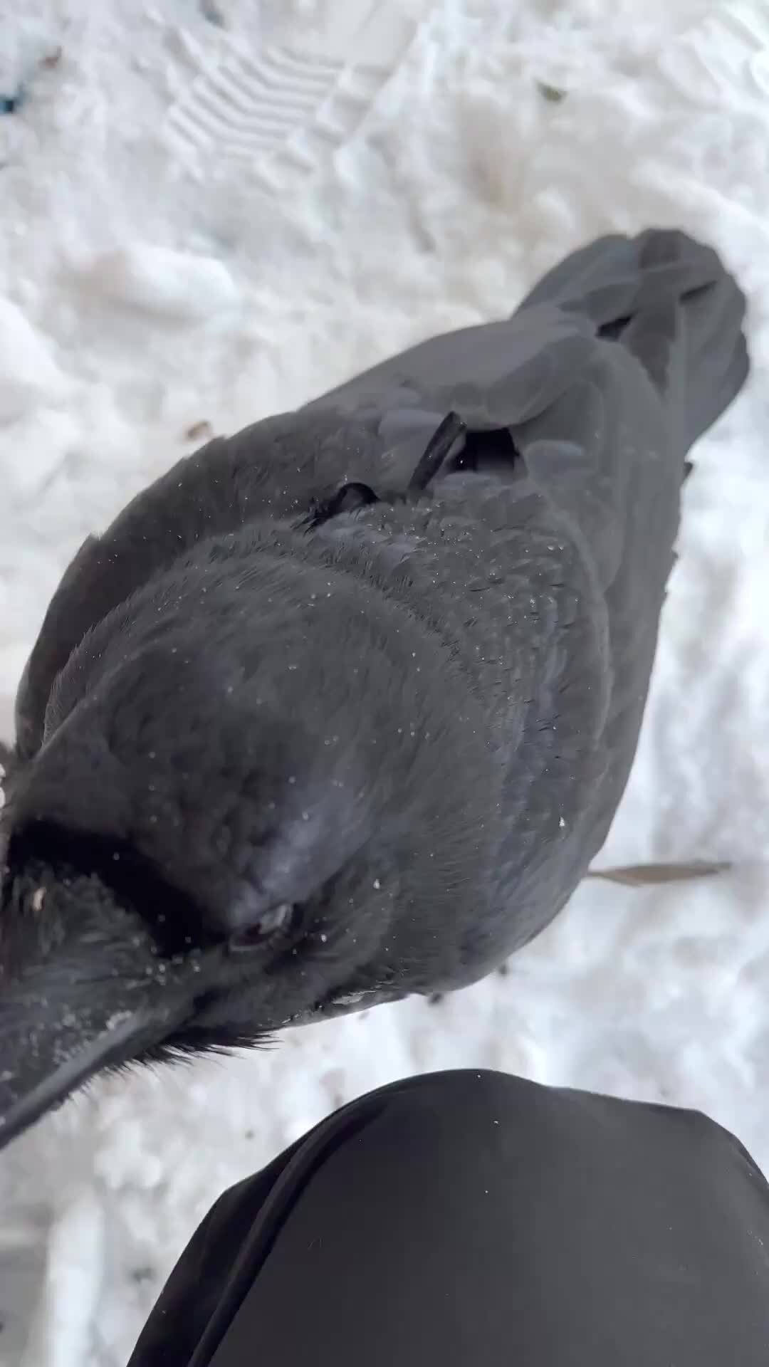 Ворон гоша. Жизнь ворона. Слетки птиц подмосковья. Ручной ворон. Ворона тв.