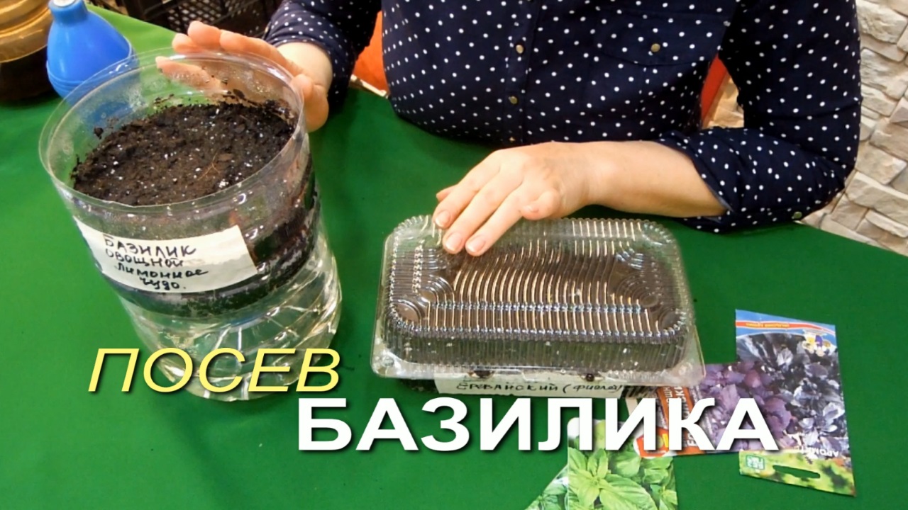 базилик на грядке с семенами. всходы базилика фото. базилик пикировка рассады. когда сажают базилик на рассаду в 2024. пикируем базилик.
