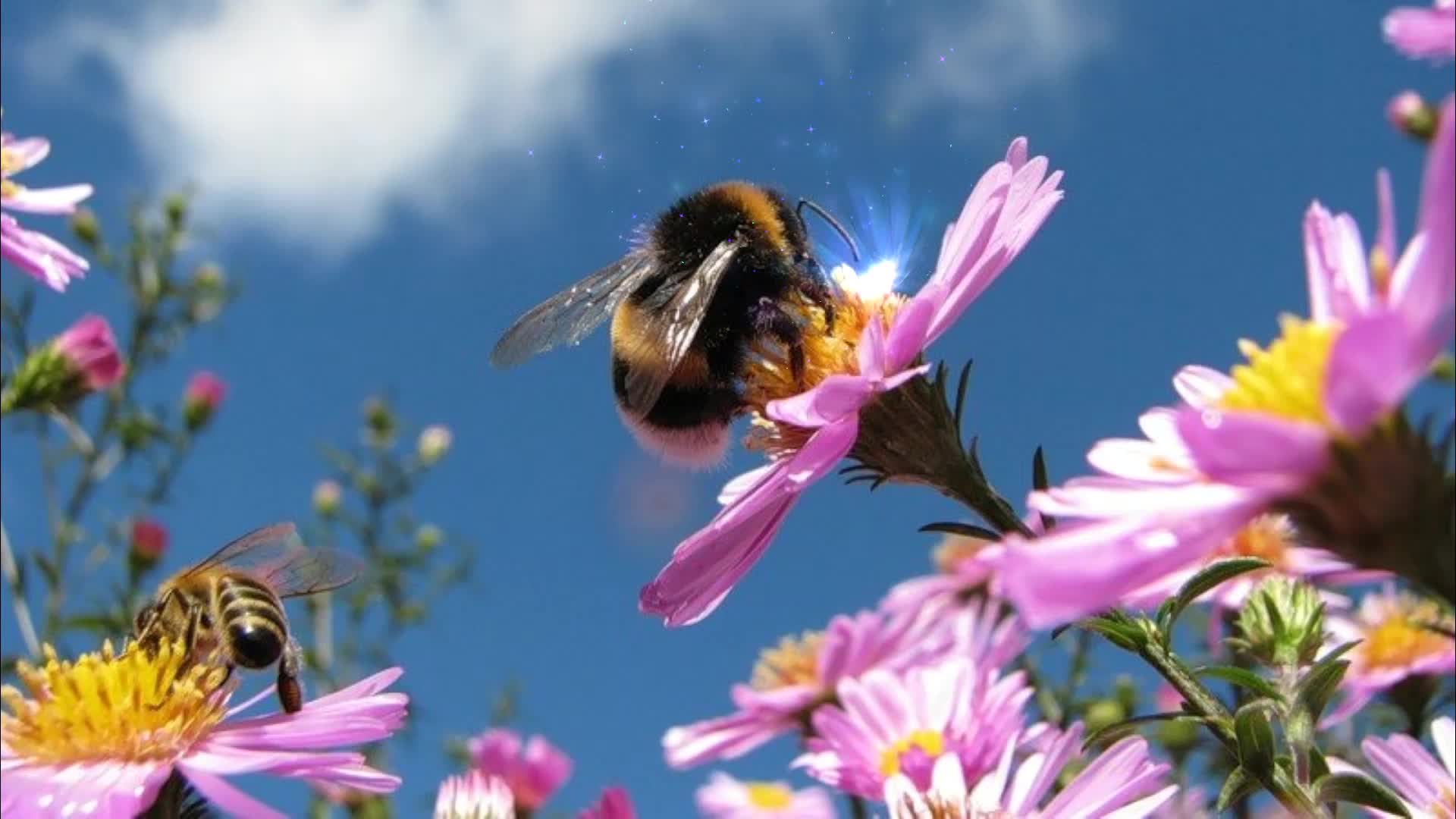 Нектаром разбор. Пчелы на лугу. Пчелы на цветах. Лето пчелы. Пчелы над цветами.