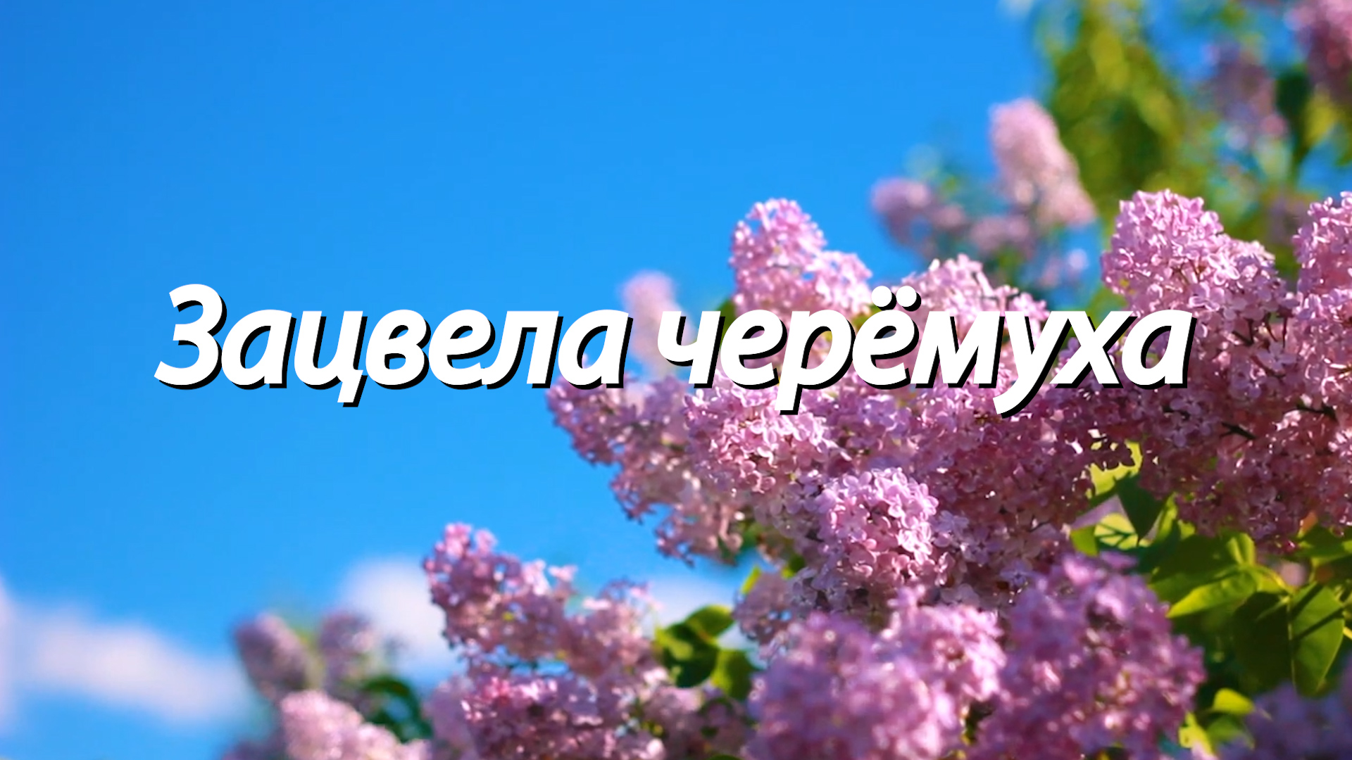 Черемуха душистая