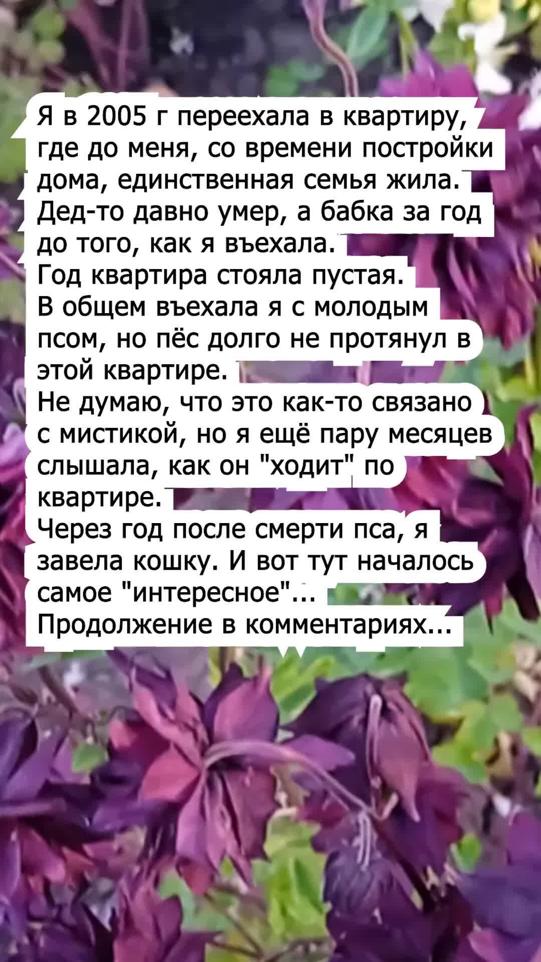 Сообщество «Где бабуля?» ВКонтакте — публичная страница, Санкт-Петербург