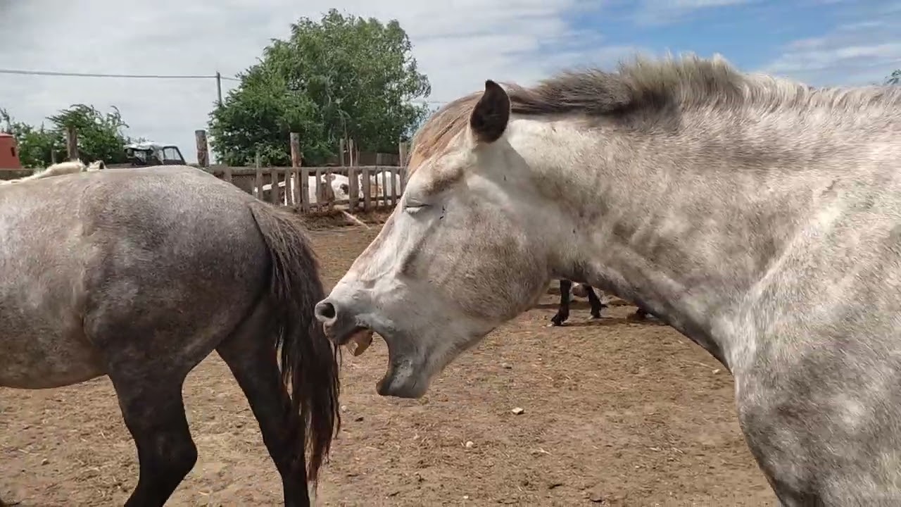 Разведение лошадей видео. Конь приехал.