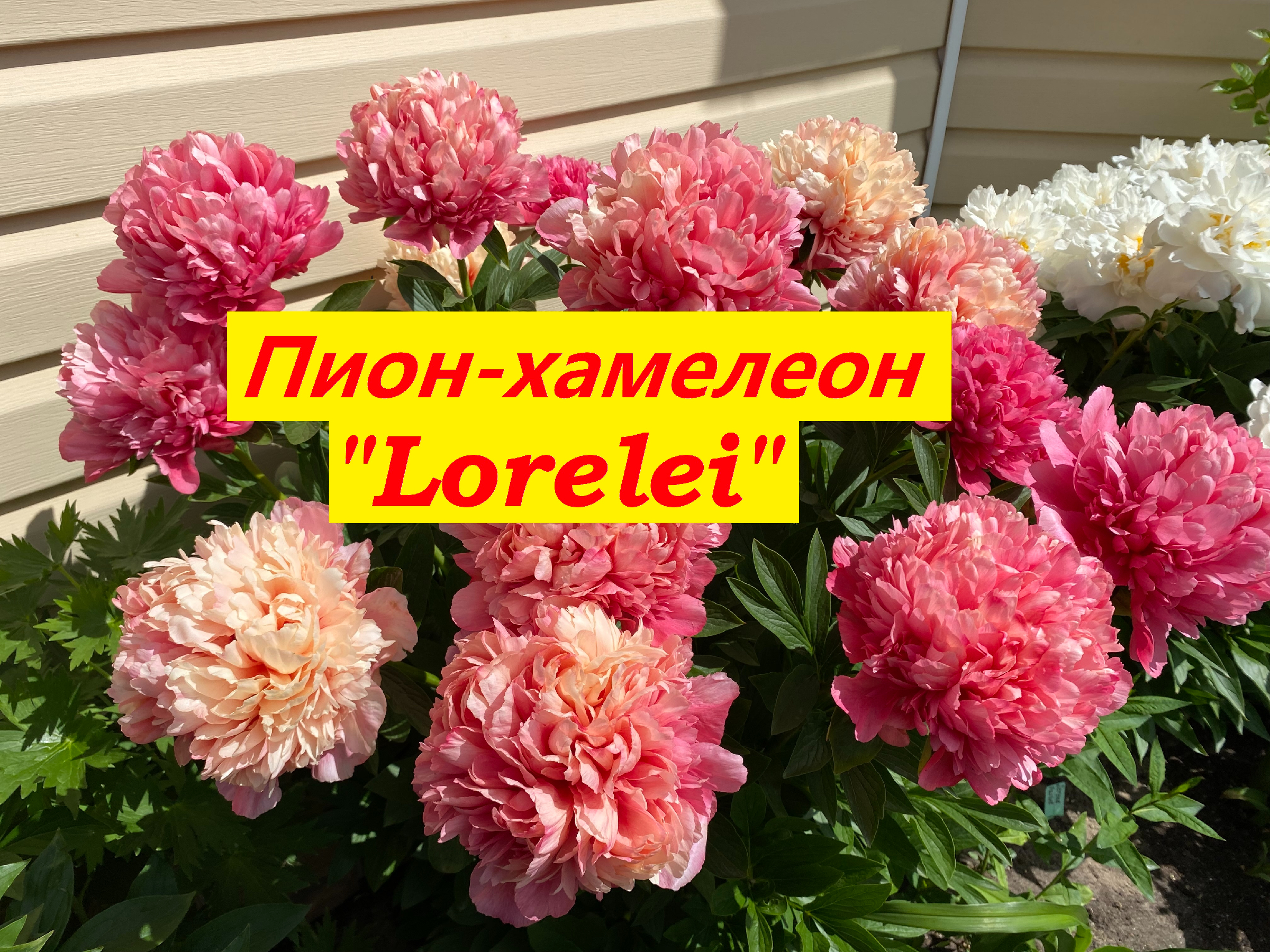 Пион Лорелей