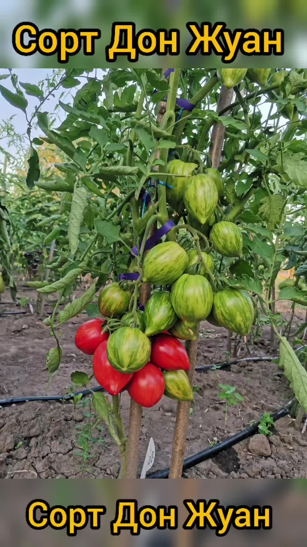 Томат Дон Жуан. Томат Дон Кихот.