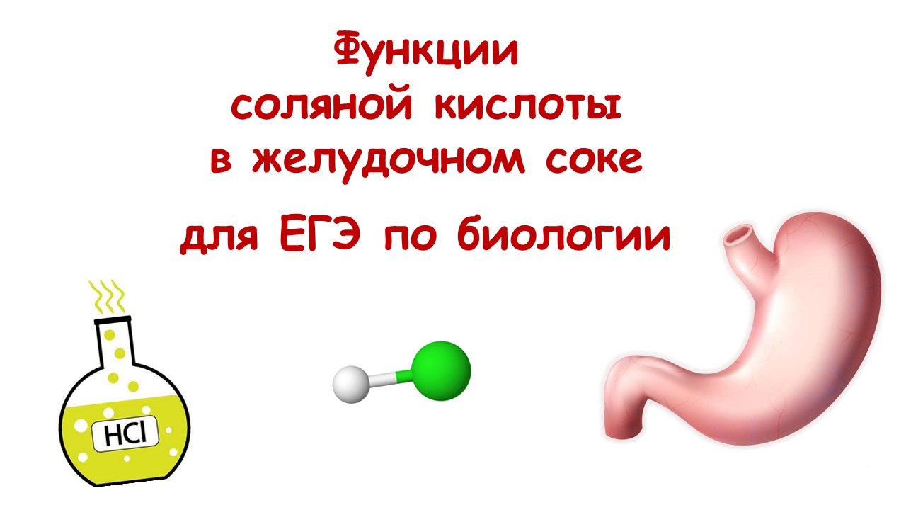 Желудочный сок огэ. Функции соляной кислоты желудочного сока. Функции соляной кислоты в желудке. Соляная кислота желудочного сока. Роль соляной кислоты в желудочном соке.