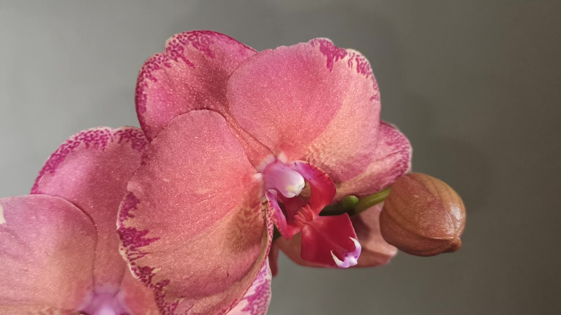 Орхидея Phalaenopsis Cobrion