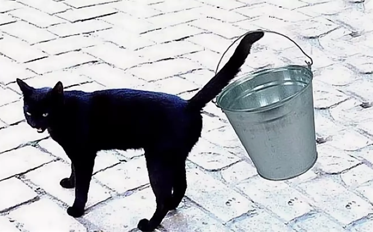 Плохие примет. Черная кошка с пустым ведром. Кот в ведре. Черный кот с пустым ведром. Баба с пустым ведром.