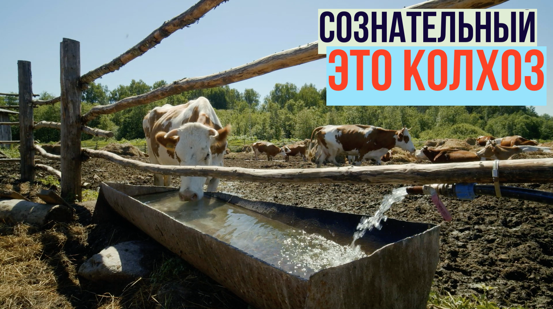 Ссср - женщины хлопкоробы. Последний колхоз. Колхоз никитина азербайджан. Колхоз новый путь. Сенокос в ссср.