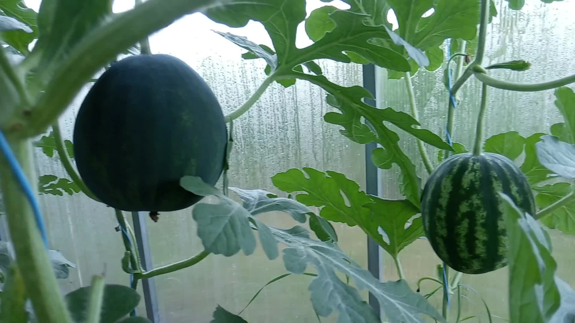 Капельный полив для арбузов своими руками. Как поливать арбузы в открытом грунте. Арбуз флорида f1. Нужно ли в сентябре поливать арбузы. Когда прекратить полив арбузов в открытом.