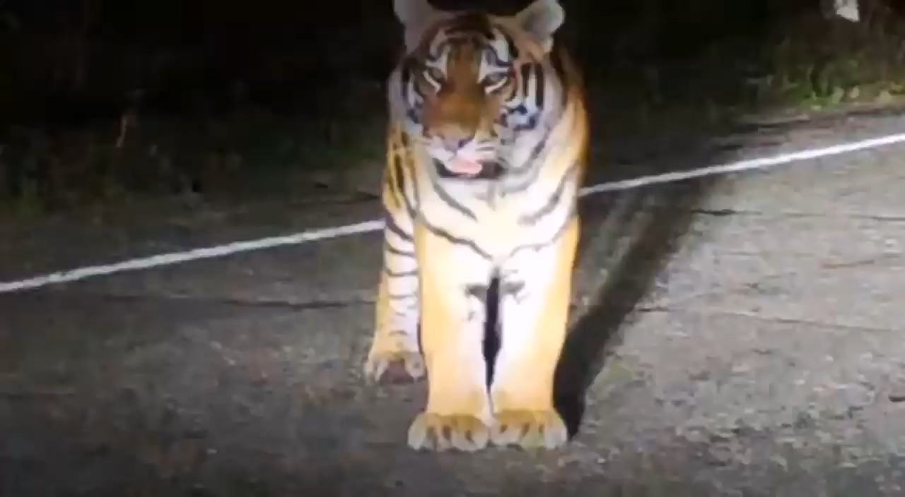 Тигр в приморье последние новости. Тигр. Амурский тигр. Амурский тигр загрыз собаку. Убитый тигр в приморском крае.