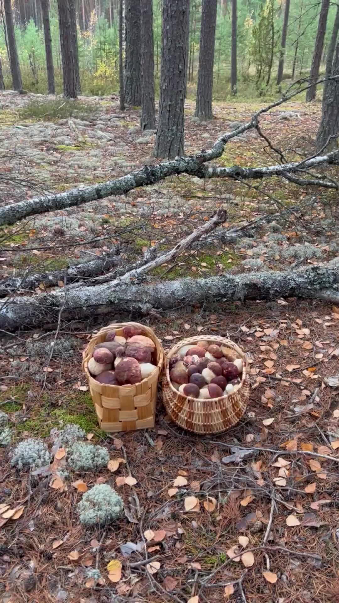 Грибы петь