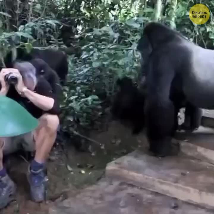 в 1996 году мальчик упал в вольер гориллы зоопарке брукфилд. горилла и человек. горилла и блондинка. тарзан 2016 гориллы. горилла и зеркало.