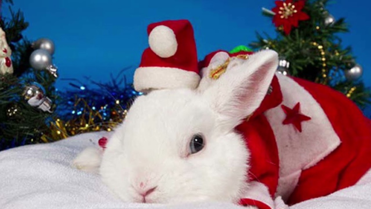 Новым годом год кролика. Новогодний кролик. Новогодний заяц. Кролик новый год. Новогодний белый кролик.