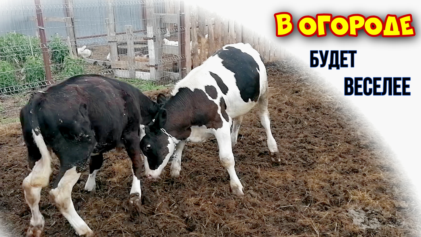 дикая корова. бык в деревне. молодой бык бежит по улице. сарай для телят. хлев для коровы.