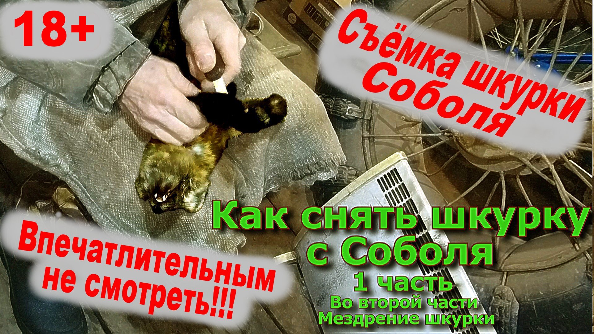 Соболь сняли