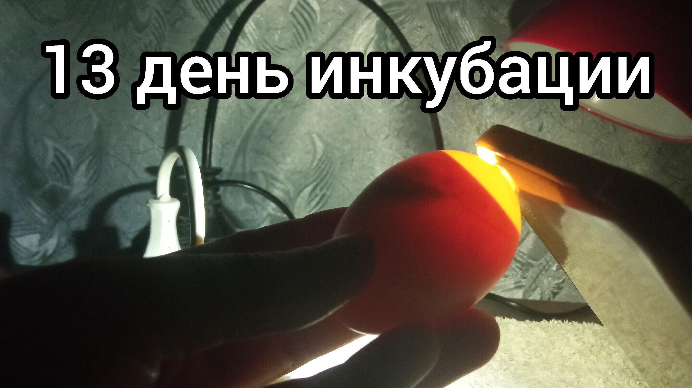 14 день инкубации куриных яиц овоскопирование