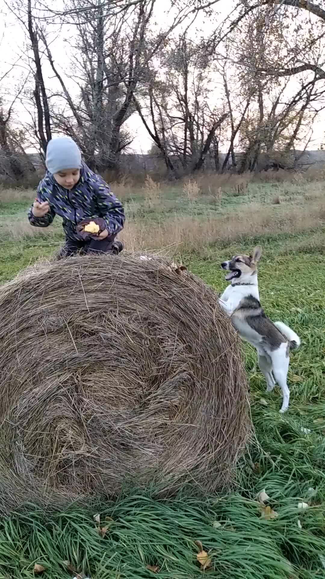 Предпоследний приют на дзене