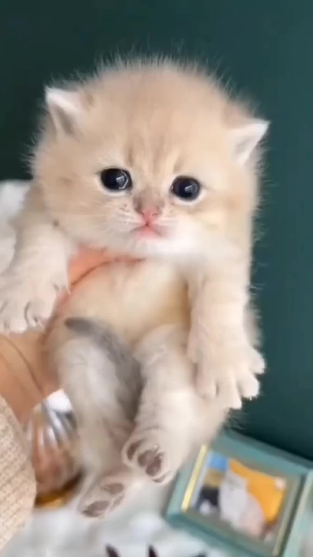 Самые милые котята