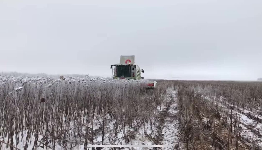 Зимой убирают подсолнечник. Уборка подсолнечника с КАМАЗОМ. Уборка подсолнечника зимой. Уборка подсолнечника 2023. Уборка подсолнечника комбайном зимой Чувашия.